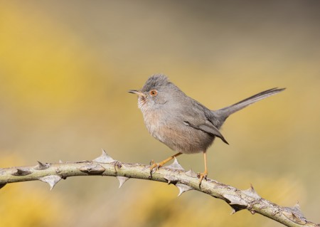 Animal, Bird, Finch, Wren